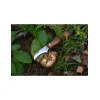 MAINKNIVES - 7000 - MUSHROOM KNIFE - 3